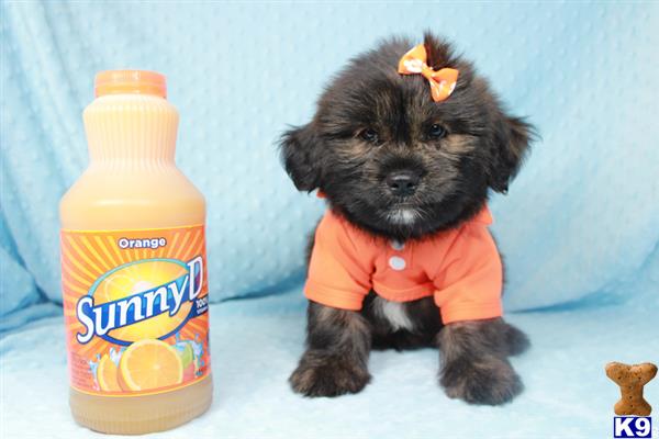 lvpuppyheaven Picture 2
